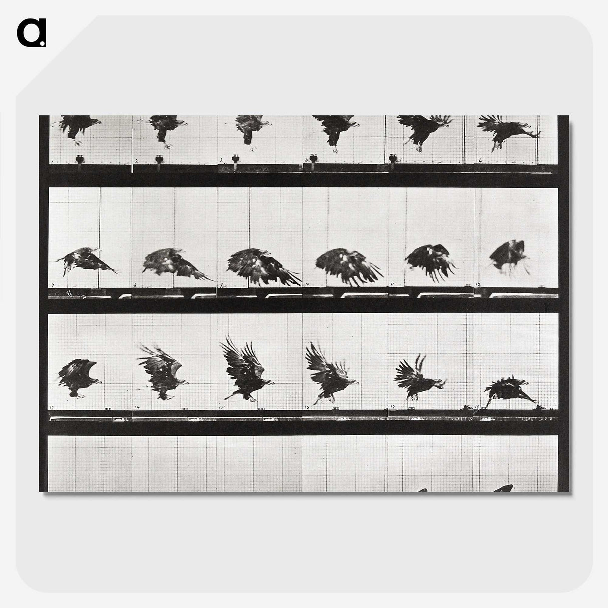 2-54_Eadweard-Muybridge_picture-crop