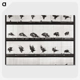 2-54_Eadweard-Muybridge_picture-crop