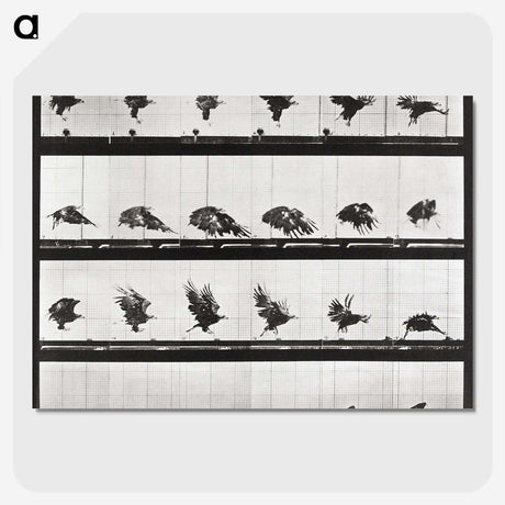 2-54_Eadweard-Muybridge_picture-crop