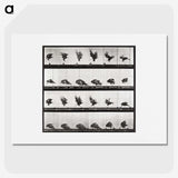 2-54_Eadweard-Muybridge_picture