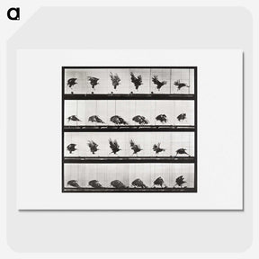 2-54_Eadweard-Muybridge_picture