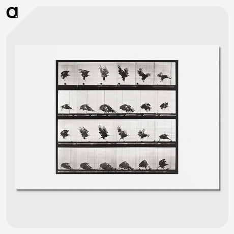 2-54_Eadweard-Muybridge_picture
