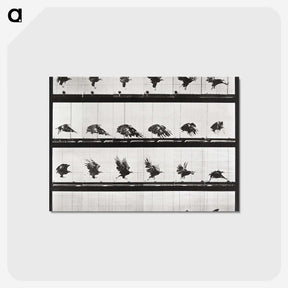 2-54_Eadweard-Muybridge_postcard