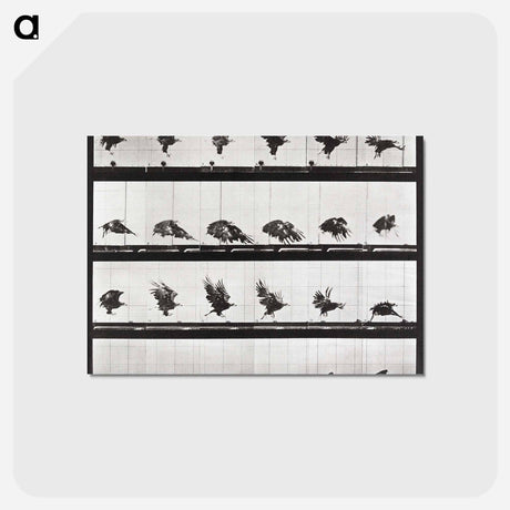 アートポストカード-Tigress Turning
 - エドワード マイブリッジ Postcard.