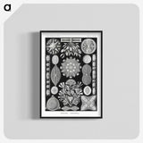 2-54_Ernst-Haeckel_blk-crop