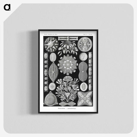 2-54_Ernst-Haeckel_blk-crop