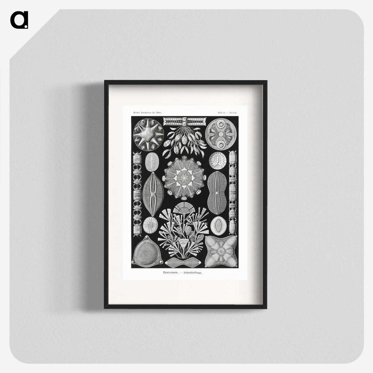 2-54_Ernst-Haeckel_blk