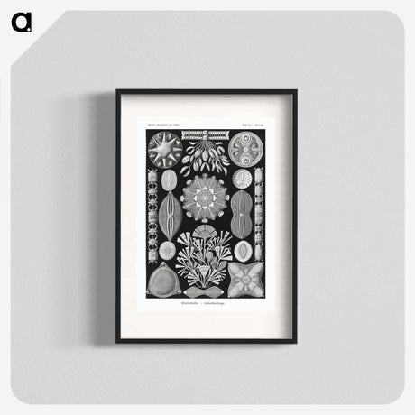 2-54_Ernst-Haeckel_blk