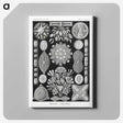 2-54_Ernst-Haeckel_canvas