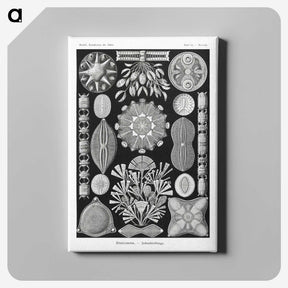2-54_Ernst-Haeckel_canvas
