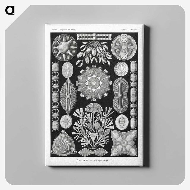2-54_Ernst-Haeckel_canvas