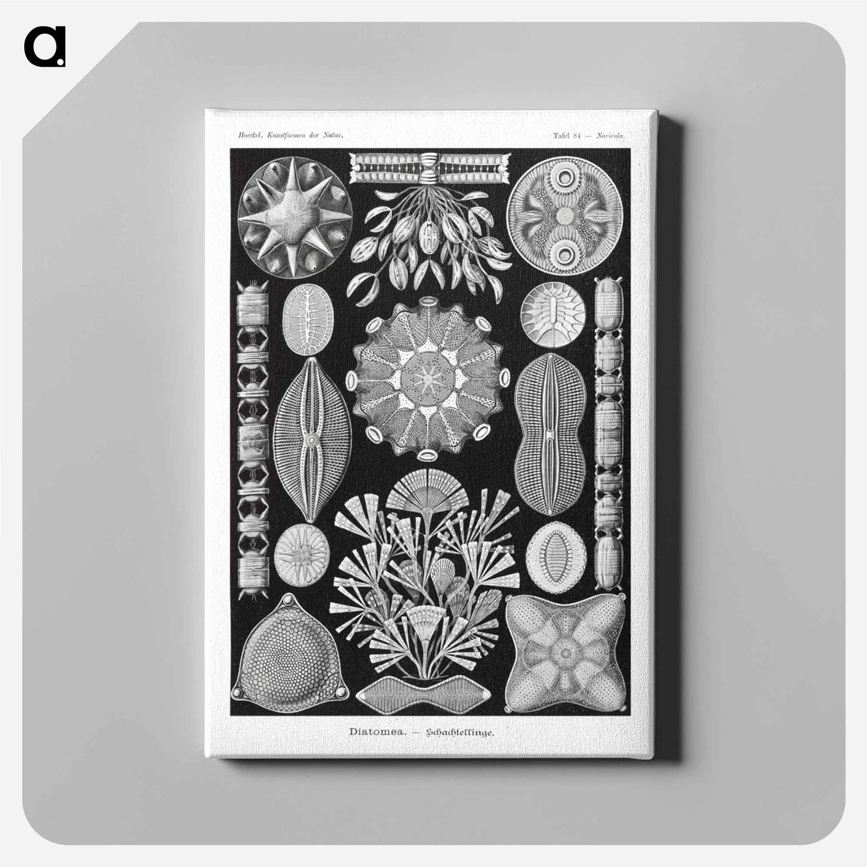 Diatomea–Schachtellinge from Kunstformen der Natur - エルンスト ヘッケル Canvas.