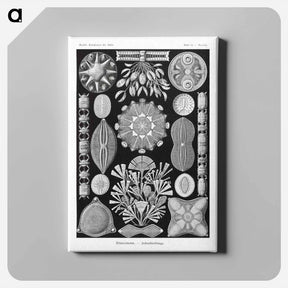 アートパネル-Diatomea–Schachtellinge from Kunstformen der Natur - エルンスト ヘッケル Canvas.