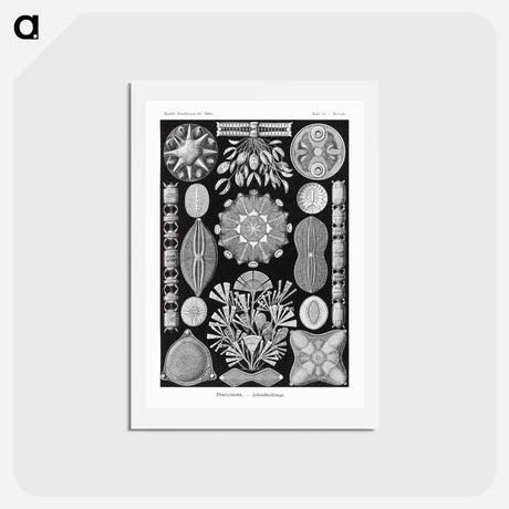 アートポストカード-Diatomea–Schachtellinge from Kunstformen der Natur - エルンスト ヘッケル Postcard.