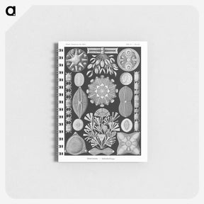 2-54_Ernst-Haeckel_memo