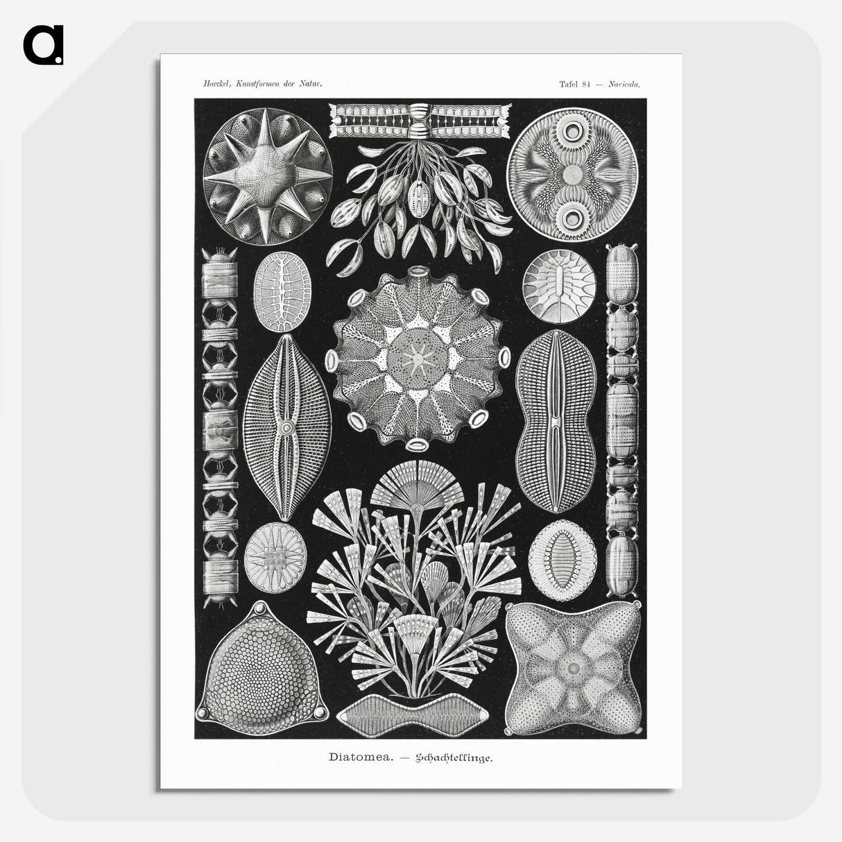 2-54_Ernst-Haeckel_picture-crop