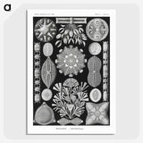 2-54_Ernst-Haeckel_picture-crop