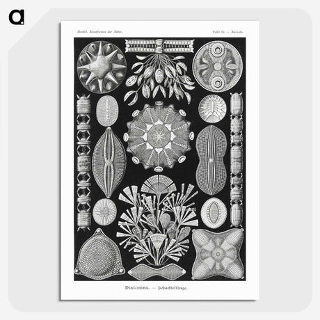 2-54_Ernst-Haeckel_picture-crop