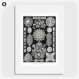 2-54_Ernst-Haeckel_picture
