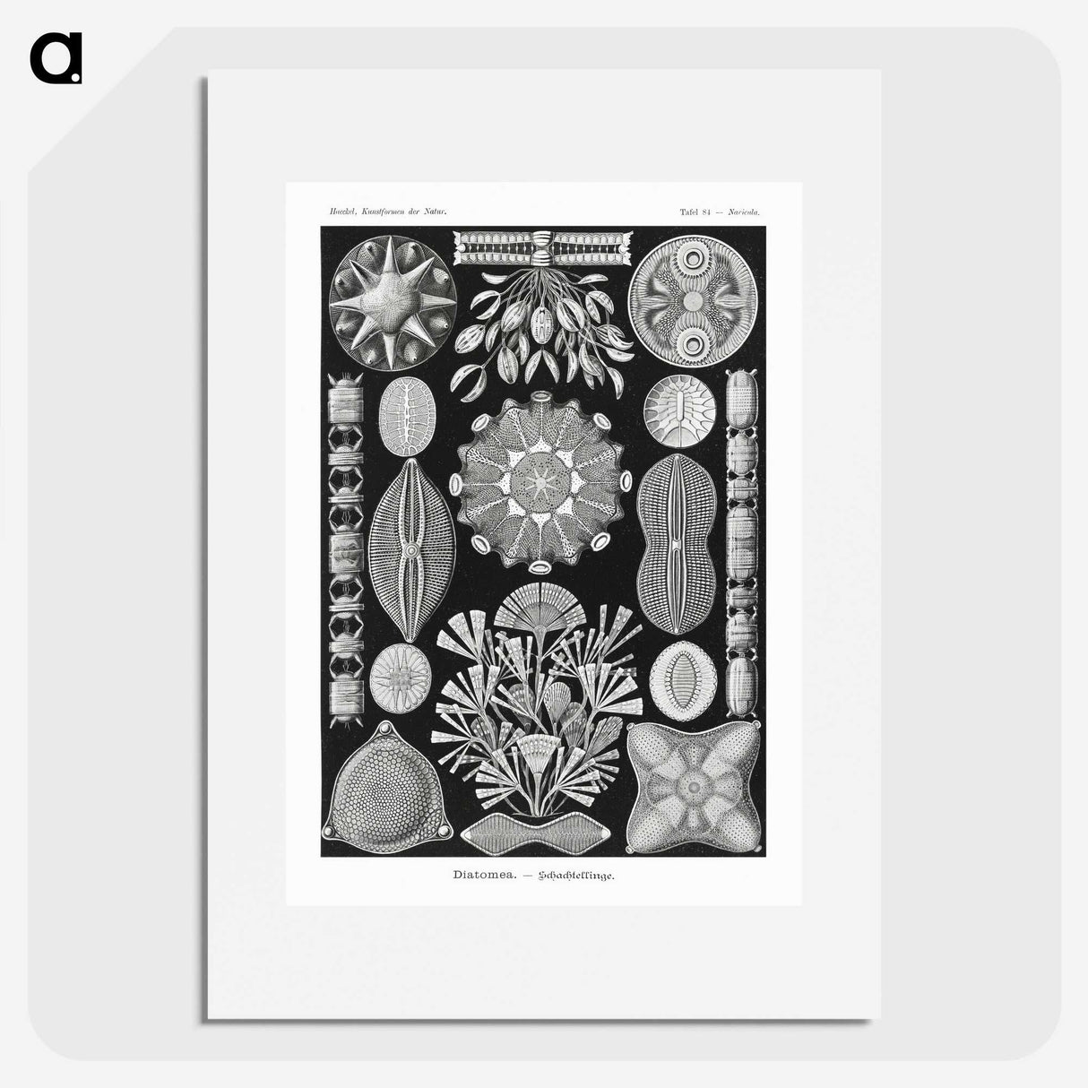 2-54_Ernst-Haeckel_picture
