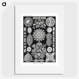 2-54_Ernst-Haeckel_picture