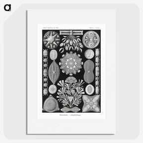 2-54_Ernst-Haeckel_picture