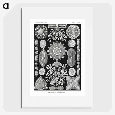 2-54_Ernst-Haeckel_picture