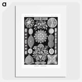 Diatomea–Schachtellinge from Kunstformen der Natur - エルンスト ヘッケル Poster.