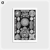 アートポストカード-Diatomea–Schachtellinge from Kunstformen der Natur - エルンスト ヘッケル Postcard.