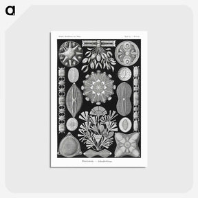 2-54_Ernst-Haeckel_postcard