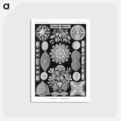 アートポストカード-Diatomea–Schachtellinge from Kunstformen der Natur - エルンスト ヘッケル Postcard.