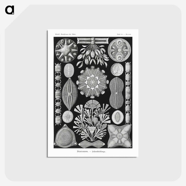 2-54_Ernst-Haeckel_postcard