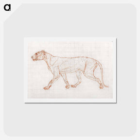 アートポストカード-Tiger Body, Lateral View
 - ジョージ スタッブス Postcard.