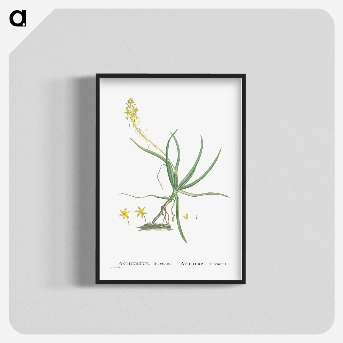 2-54_Histoire-des-Plantes-Grasses_blk-crop