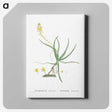 2-54_Histoire-des-Plantes-Grasses_canvas