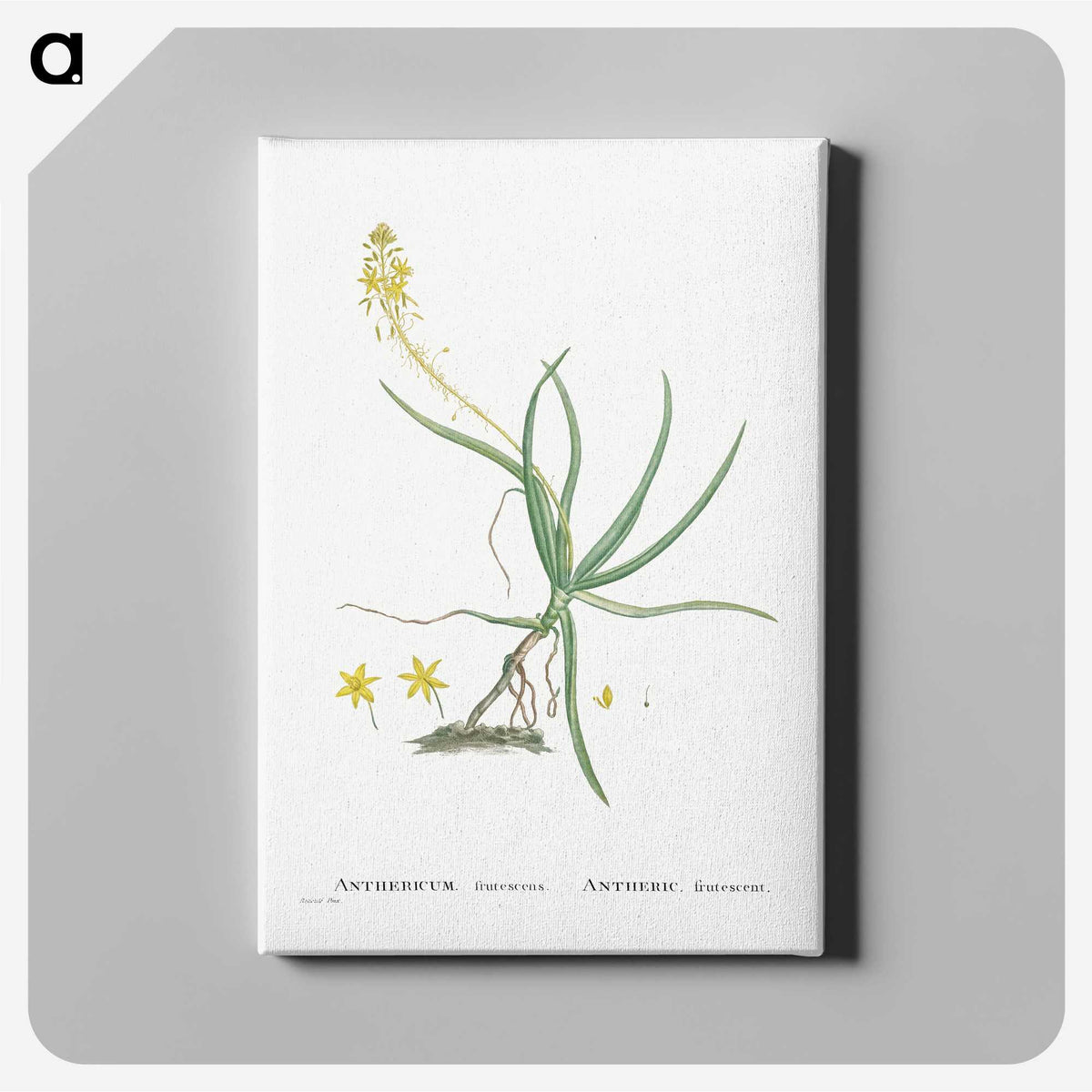 2-54_Histoire-des-Plantes-Grasses_canvas
