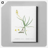 2-54_Histoire-des-Plantes-Grasses_canvas