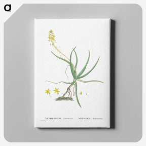 2-54_Histoire-des-Plantes-Grasses_canvas