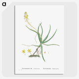 2-54_Histoire-des-Plantes-Grasses_picture-crop