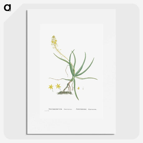 2-54_Histoire-des-Plantes-Grasses_picture