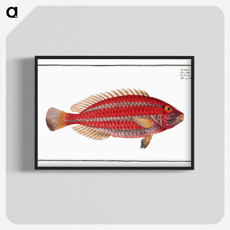 2-54_Ichtyologie-ou-Histoire-naturelle_blk-crop