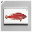 2-54_Ichtyologie-ou-Histoire-naturelle_canvas