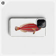 2-54_Ichtyologie-ou-Histoire-naturelle_phone