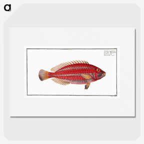 2-54_Ichtyologie-ou-Histoire-naturelle_picture