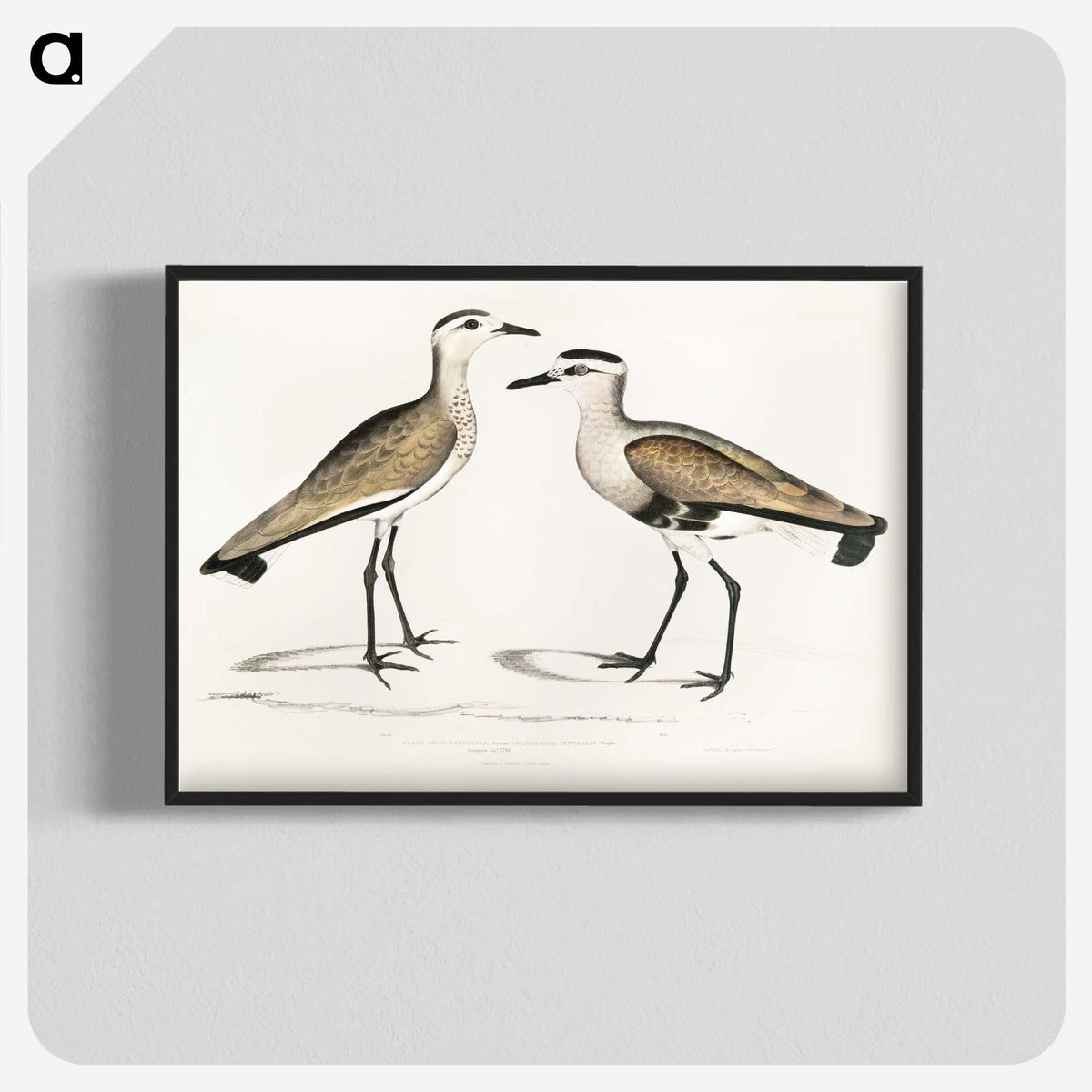 2-54_Indian-Zoology_blk-crop
