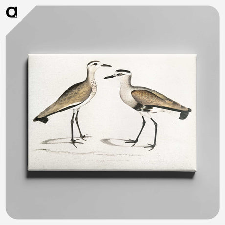 2-54_Indian-Zoology_canvas