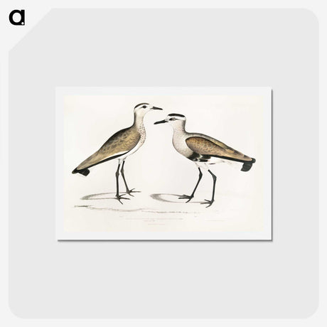 2-54_Indian-Zoology_hagaki