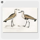 2-54_Indian-Zoology_picture-crop
