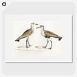 2-54_Indian-Zoology_picture