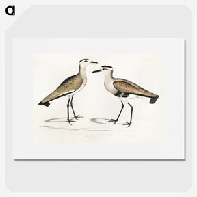 2-54_Indian-Zoology_picture